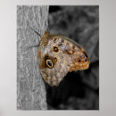 Search for brown owl posters Animal