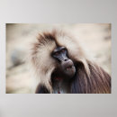 Search for baboons Ethiopia