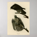 Search for gyrfalcon posters Audubon