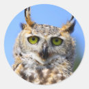 Search for great horned owls stickers Raptor