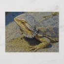 Search for for with beards postcards Dragon