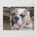Search for sporting dog postcards Animals