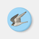 Search for raptors magnets Nature