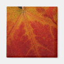 Search for red maple magnets Fall