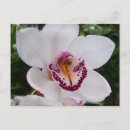 Search for white orchid postcards Flowers