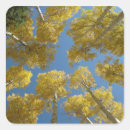 Search for aspen trees stickers Aspens