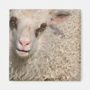 Search for lambs magnets Wool