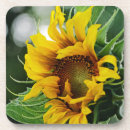 Search for sunflower coasters Blooming