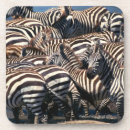 Search for zebra coasters Animal