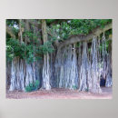 Search for banyan posters Tree