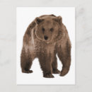 Search for brown bear postcards Forest