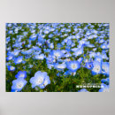 Search for blue eye posters Flower