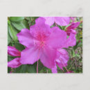 Search for azalea postcards Blossom