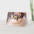 Search for falcon cards Animals