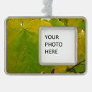 Search for redbud tree Green