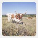 Search for longhorns stickers Texas