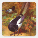 Search for magpie stickers Birds