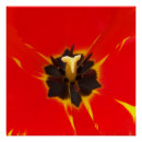 Search for yellow tulip posters Red