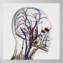 Search for lymphatic system posters Immunology