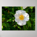 Search for cherokee posters Nature