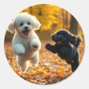 Search for poodle puppy stickers Puppies