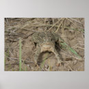 Search for will be toad posters Amphibian