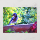 Search for blue jay bird postcards Winter birds