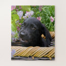 Search for black labrador puppy puzzles Cute