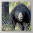 Search for sloth bear Bears