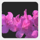 Search for rhododendron stickers Nature