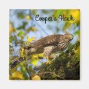 Search for cooperation magnets Wildlife