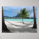 Search for hammock Palm tree