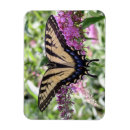 Search for swallowtail magnets Butterfly