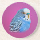 Search for parakeet coasters Budgie
