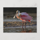 Search for ding postcards Sanibel island