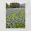 Search for texas bluebonnet postcards Country
