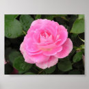 Search for shrub art Bushes
