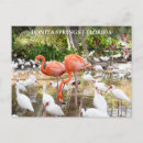 Search for flamingo picture postcards Photography