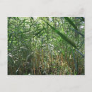 Search for swamp postcards Scenic