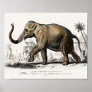 Search for asian elephant art Wild animal