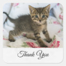 Search for surprised cat stickers Feline