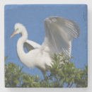 Search for florida coasters Egret