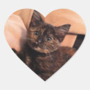 Search for tortoiseshell cat stickers Tortie