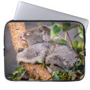 Search for cute koala cases Cuddly