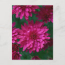 Search for hot mama postcards Flower