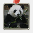 Search for panda bear christmas tree decorations Bamboo