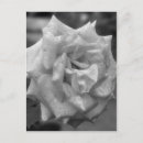Search for black and white rose postcards Nature