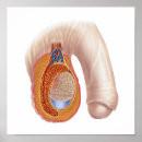 Search for biomedical posters Reproductive organs