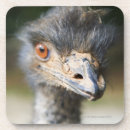 Search for ostrich coasters Wildlife
