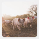 Search for piglet stickers Animal